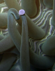 "The Kiss" close up of the coral. Casio Exilim by Andrew Macleod 